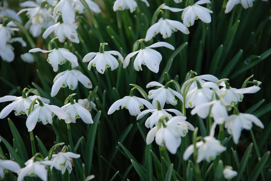 Flowers, Snowdrops, Winter, white color, growth, nature, green color HD wallpaper