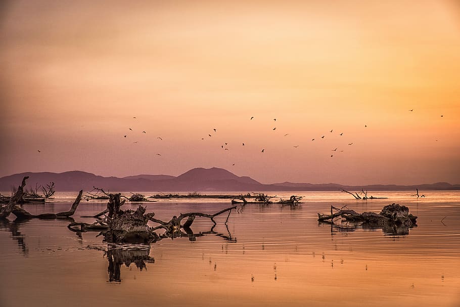 flock of birds flying near water and mountain during golden hour HD wallpaper