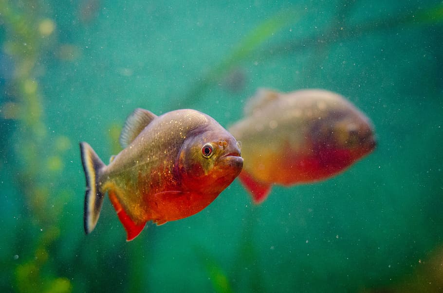 macro photography of red and brown fish on water, animal, aquarium HD wallpaper