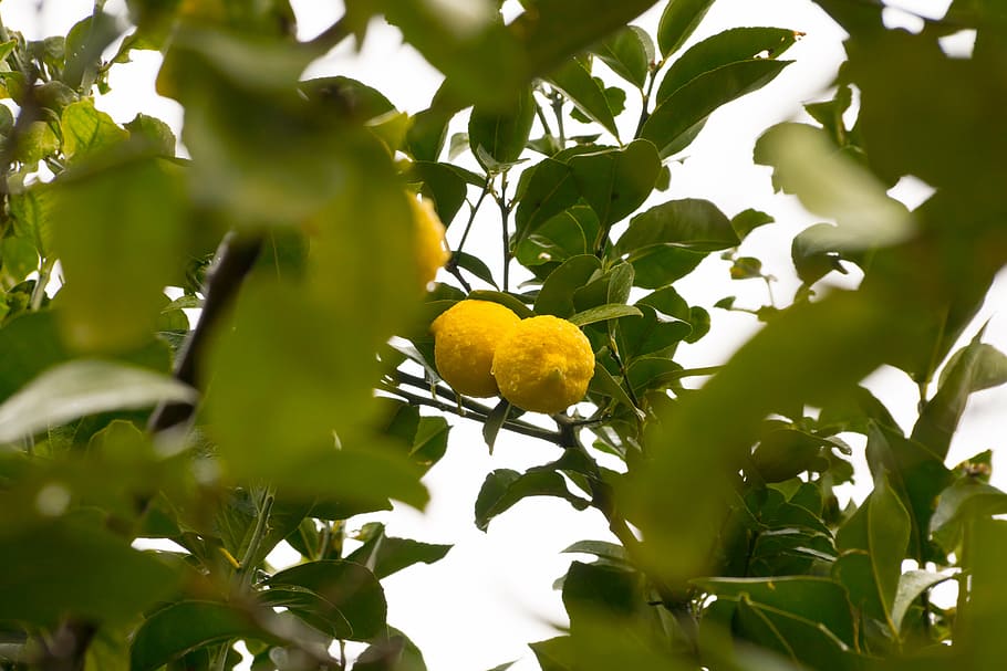 lemon, lemon tree, fruit, tree fruit, limone, sour, bio, fruits, HD wallpaper