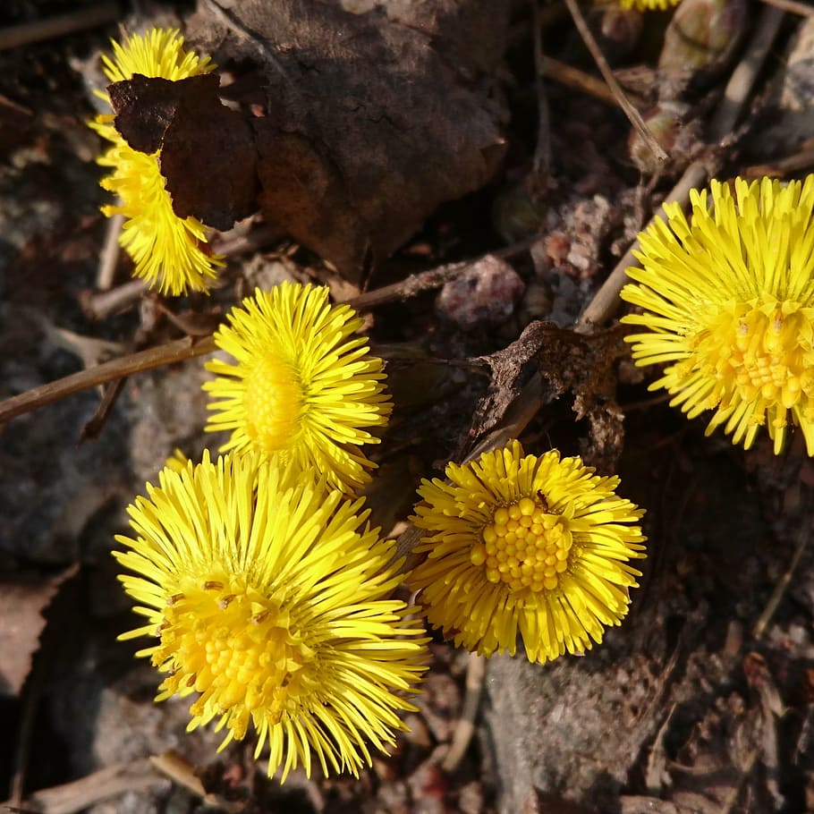 coltsfoot, flower, spring flower, nature, yellow, plant, close-up HD wallpaper