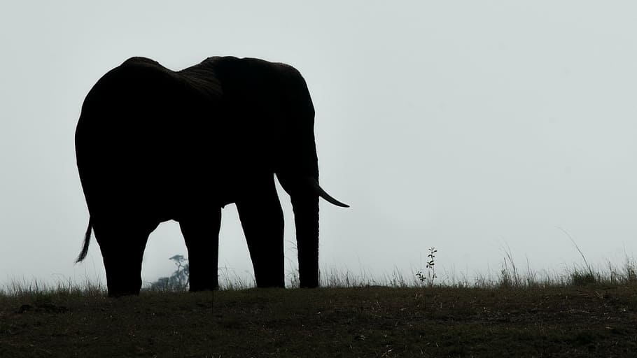 silhouette of elephant near grasses, botswana, chobe, animal HD wallpaper