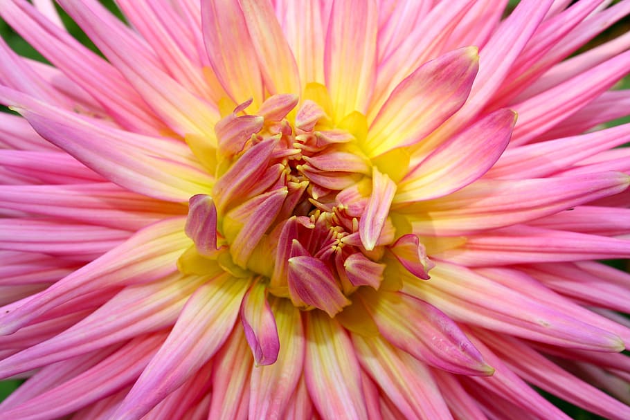dahlia, flower, macro, close up, rose, yellow, pink Color, nature HD wallpaper