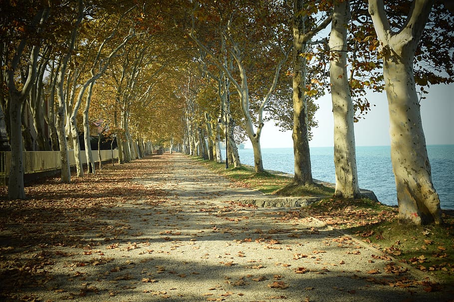autumn, avenue, nature, wood, landscape, lake balaton, calm, HD wallpaper