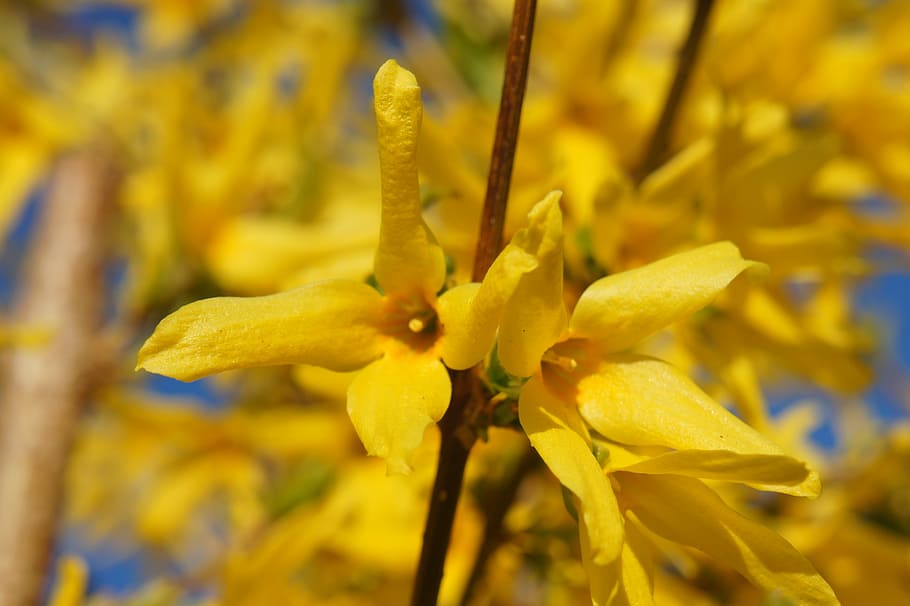 Forsythia, Flower, Flora, Yellow, growth, plant, nature, close-up HD wallpaper