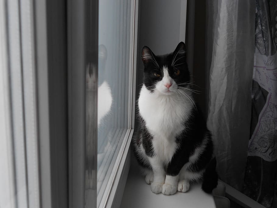 portrait, one, cat, pet, view, muzzle cat, pets, domestic, animal themes HD wallpaper