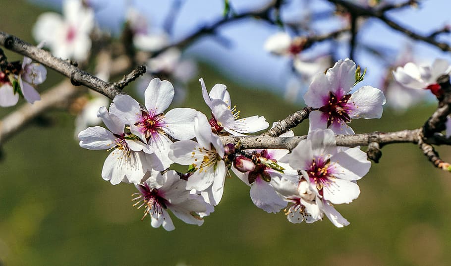 flower, tree, branch, cherry, plant, flowering, outbreak, petal HD wallpaper