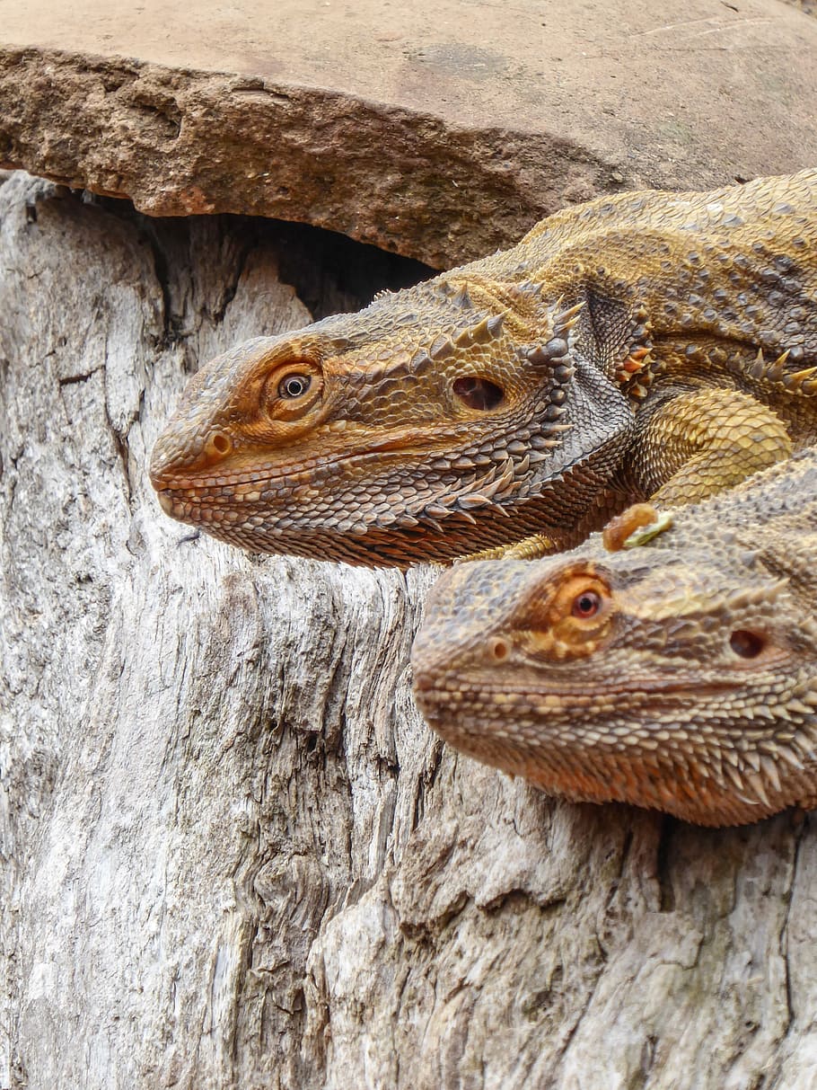 lizard, reptile, portrait, scale, yellow, nature, animal, close HD wallpaper