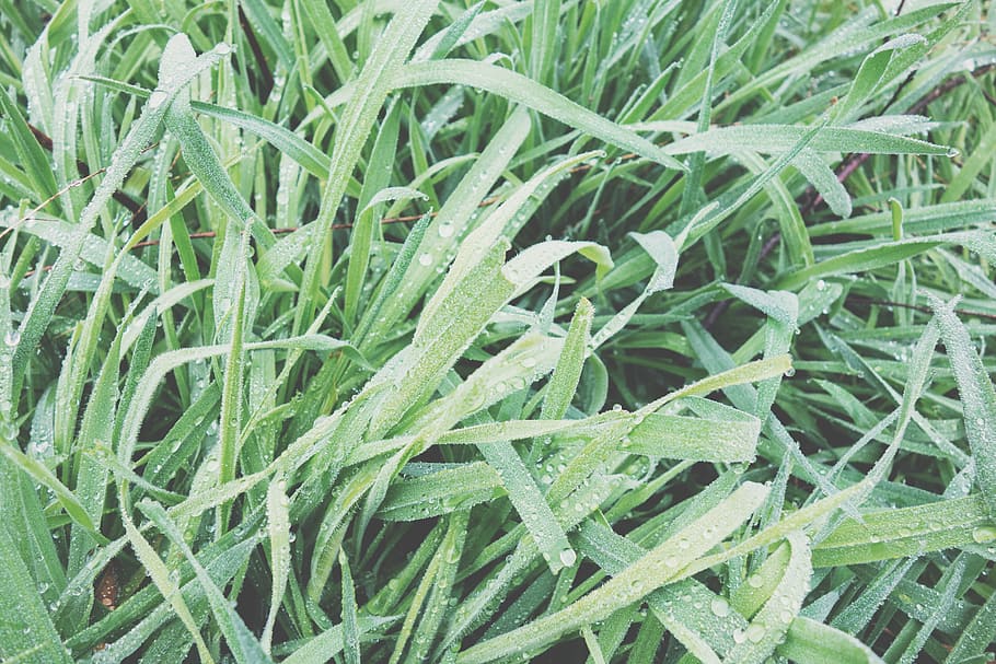 green, grass, nature, green color, growth, full frame, plant HD wallpaper