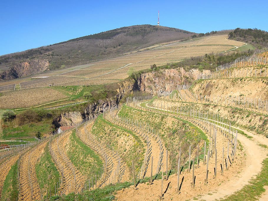 vineyard, grape, spring, plantation, mountain, terrace, terrace cultivation HD wallpaper