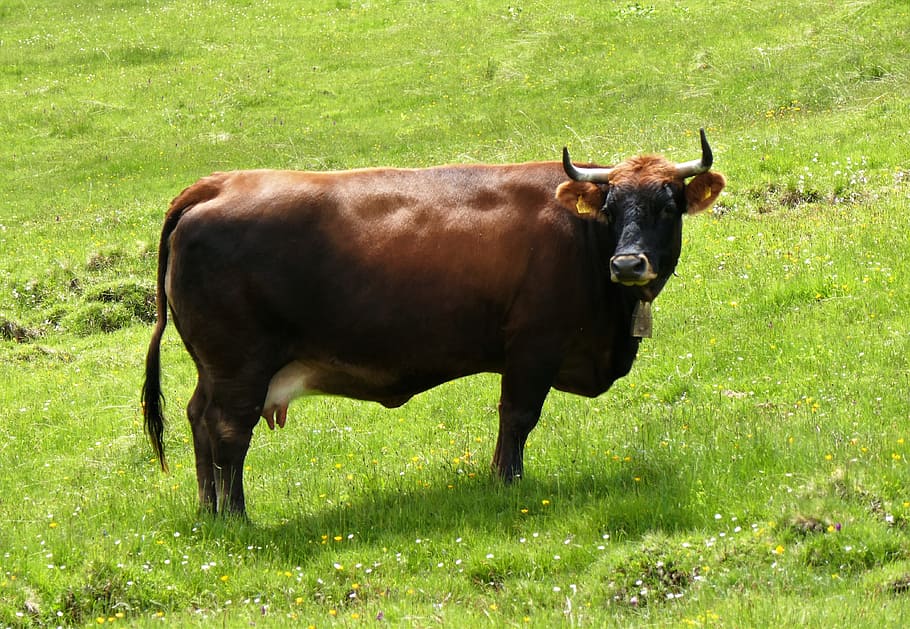 cow, beef, cattle, horns, brown, milk cow, livestock, alpine meadow HD wallpaper