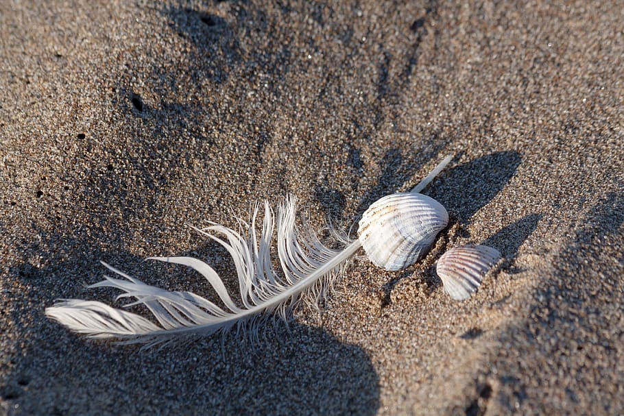 feather, shell, sea, holiday, memory, housing, animal, decorative HD wallpaper