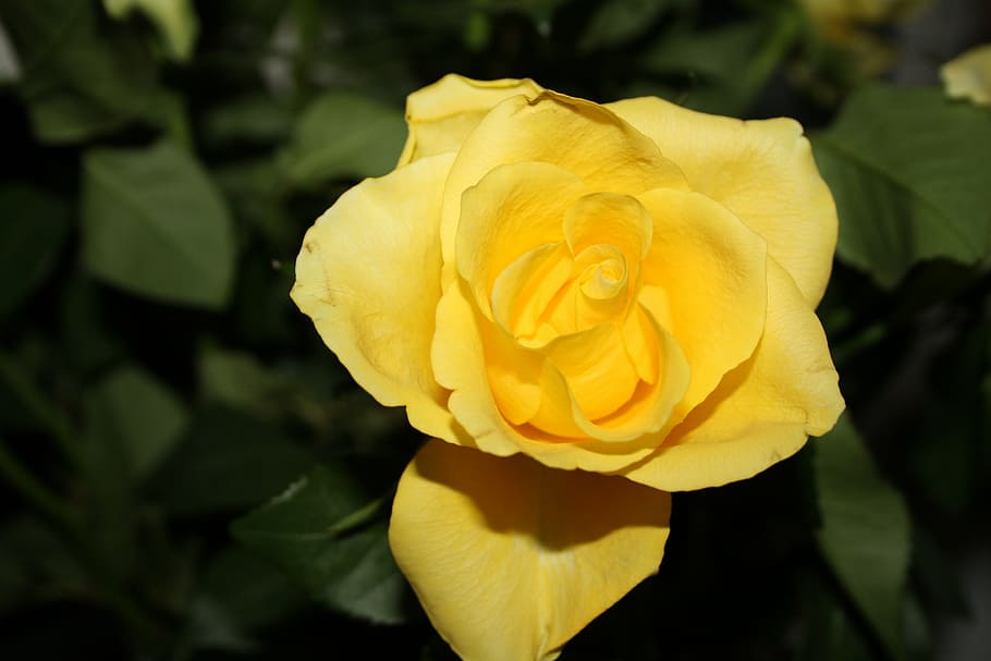 rose, yellow, flower, blossom, bloom, yellow roses, rose blooms HD wallpaper
