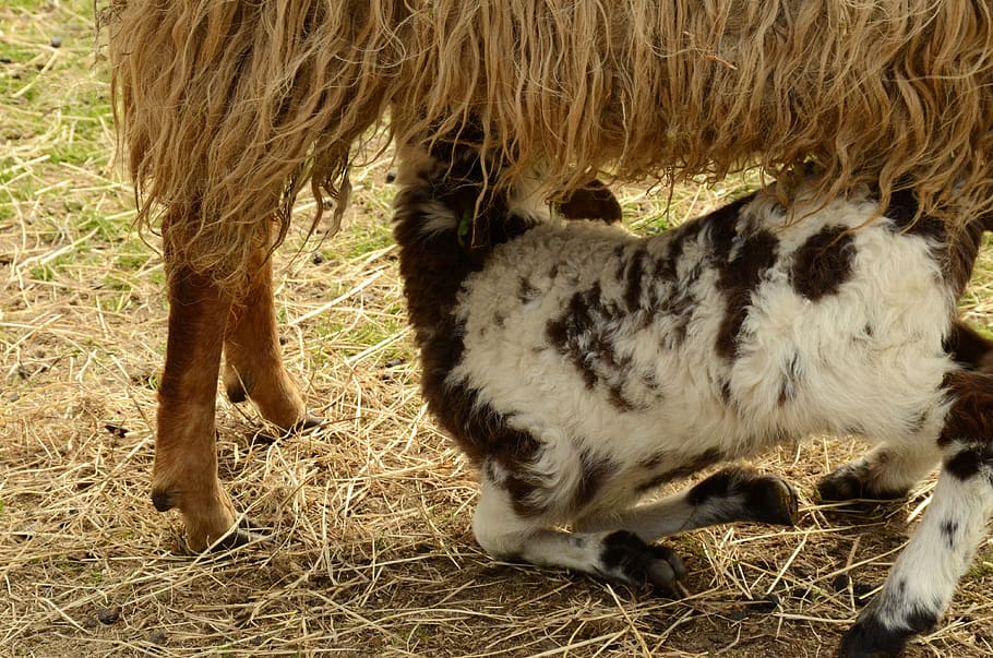 lamb, sheep, suckle, feed, mother child, nature, spring, meadow HD wallpaper