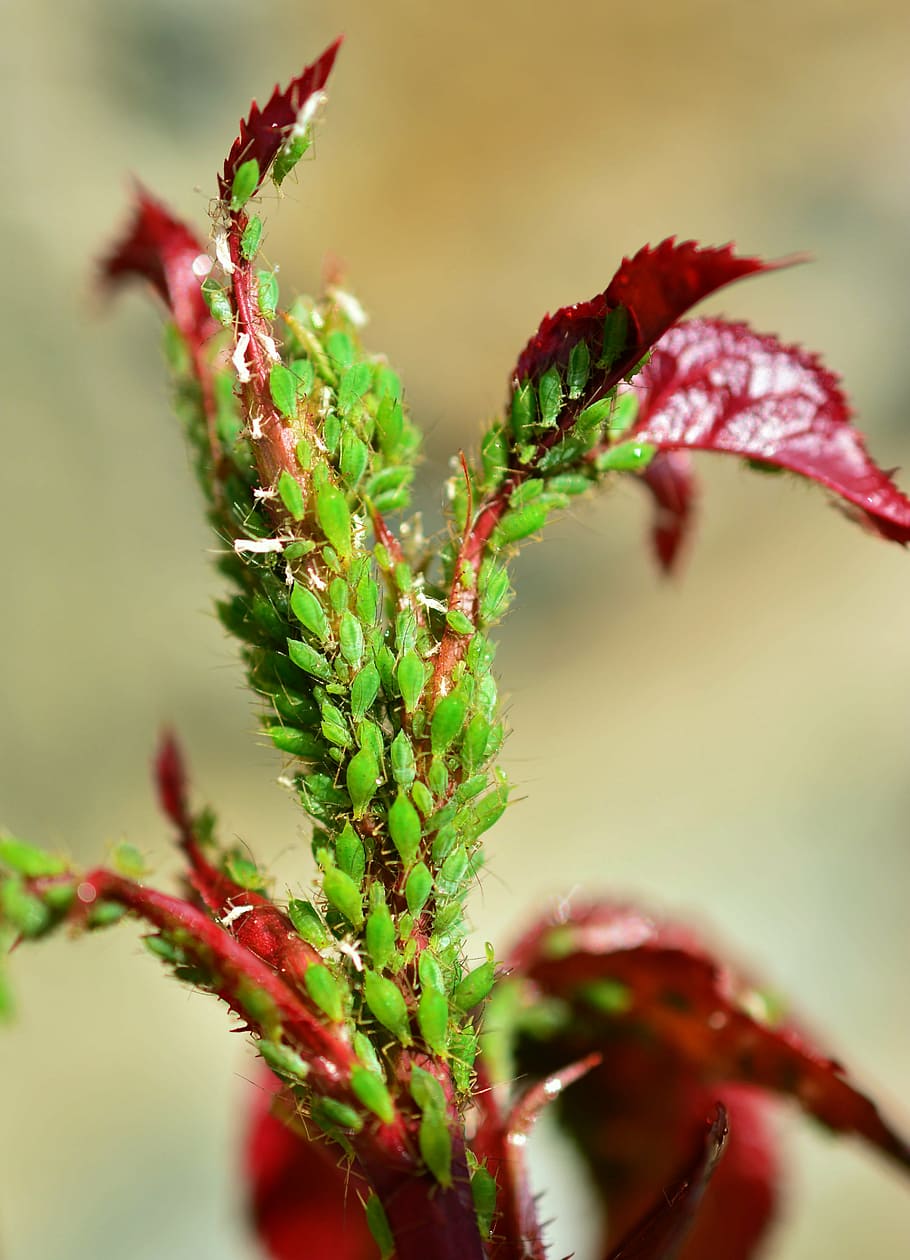 aphids, green aphid, aphid infestation, pests, vermin, lice infestation HD wallpaper