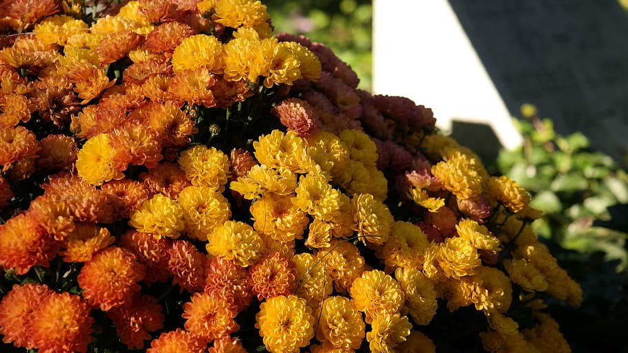 floral, fall, orange, leaf, nature, yellow, color, plant, foliage HD wallpaper