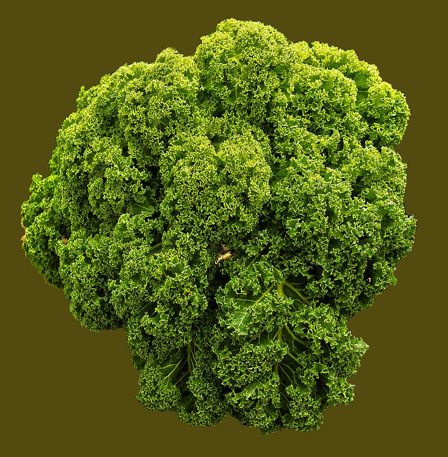 kale, brown cabbage, krauskohl, ruffled, vegetables, brassica oleracea, HD wallpaper