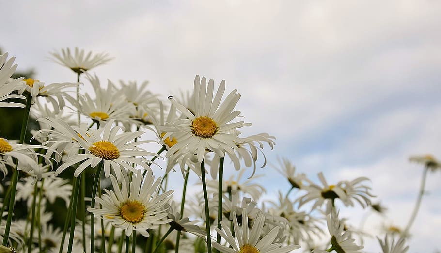 Daisy, Flower, Spring, Plant, marguerite, bloom, blossom, colorful HD wallpaper