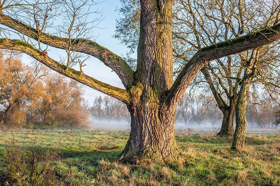 tree, aesthetic, fog, autumn, mystical, nature, morgenstimmung HD wallpaper