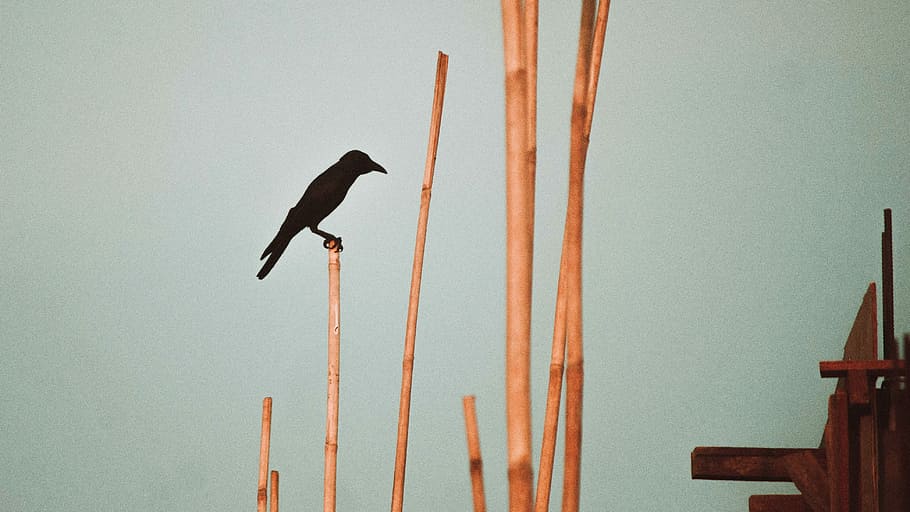 crow perching on bamboo stick, shallow focus photography of black crow on brown bamboo stick HD wallpaper