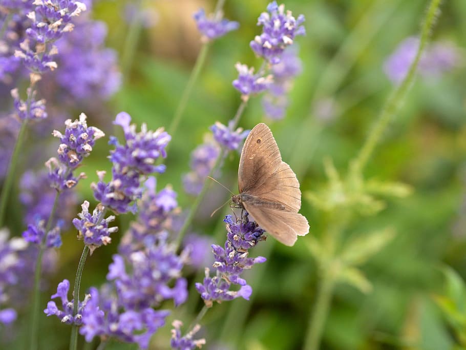 Butterfly, Lavender, Close, Insect, blossom, bloom, violet HD wallpaper