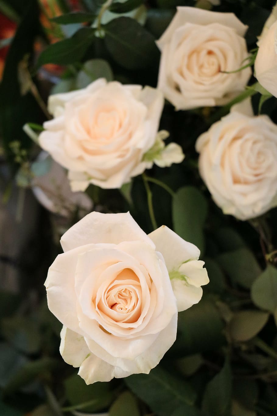 rose, flower, pink, white, nature, plant, flowering plant, rose - flower HD wallpaper