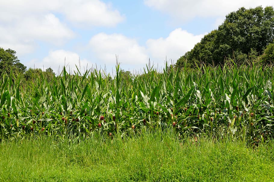 Corn, Fields, Agriculture, Farmland, corn fields, nature, summer HD wallpaper