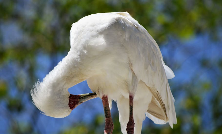 Bird, Safari Park, San Diego, one animal, animals in the wild, HD wallpaper