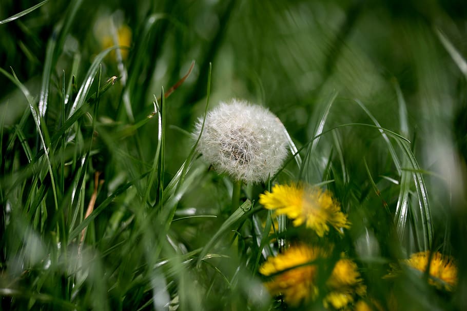 dandelion, down, grass, yellow, flower, spring, garden, plants HD wallpaper