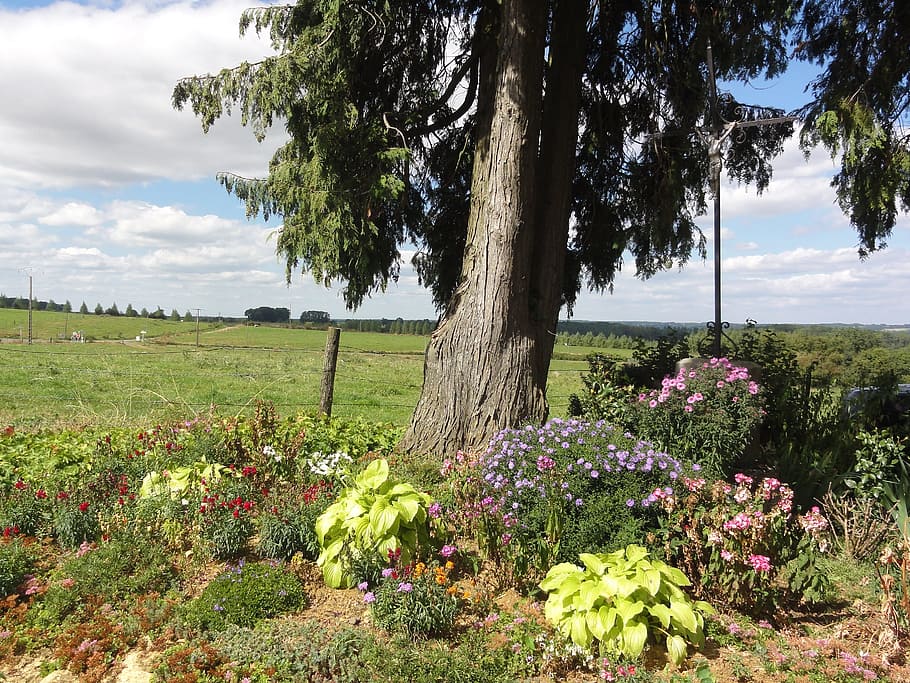 France, Landscape, Tree, Field, Flowers, plants, nature, outside HD wallpaper