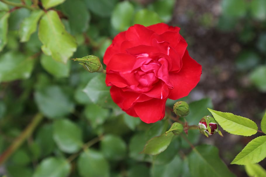 rose, algul, spring, flowering plant, beauty in nature, petal HD wallpaper