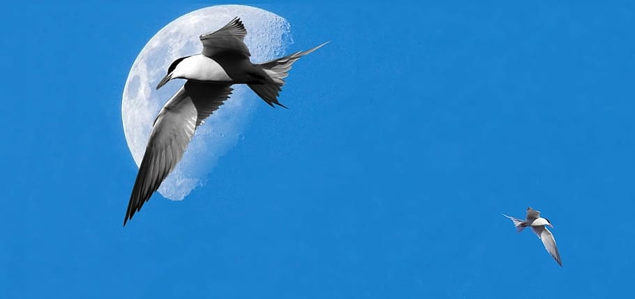 ceu, moon, bird, blue sky, seagull, day, nature, flying, animal themes HD wallpaper