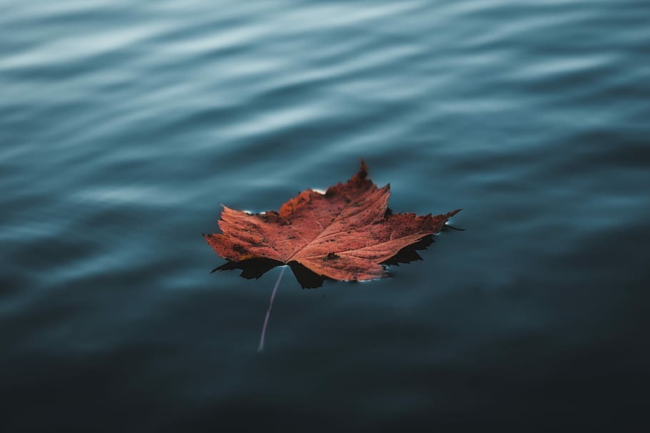 brown maple leaf floating on body of water during daytime, orange HD wallpaper