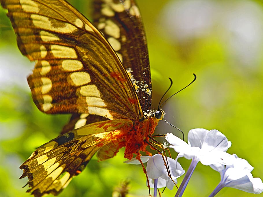butterfly, nectar, overloaded, flower, collecting nectar, insect, HD wallpaper