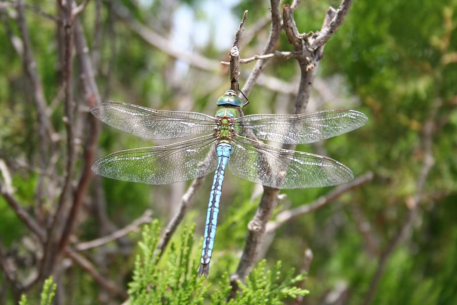 dragonfly, insect, wand dragonfly, close, wing, flight insect HD wallpaper