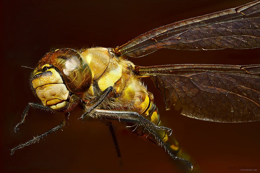 brown and gray dragonfly, bug, macro, insects, emperor dragonfly HD wallpaper