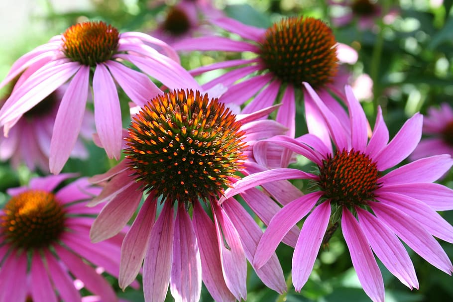 sun hat, pink sun hat, blossom, bloom, plant, flower, echinacea, HD wallpaper