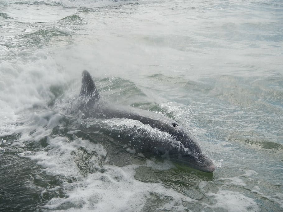 dolphin, florida, mammal, ocean, flipper, marine, sea, animal HD wallpaper