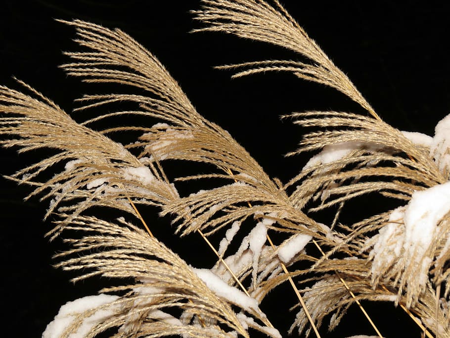 miscanthus, miscanthus sinensis, snow, winter, snowy, licorice HD wallpaper