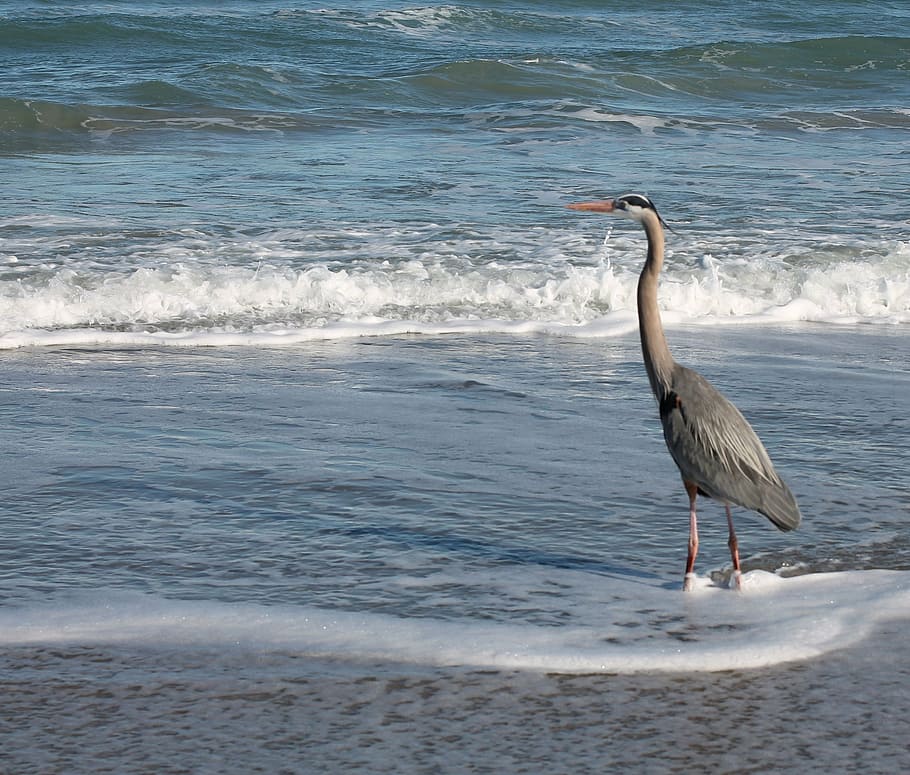 florida, bird, surf, ocean, sea, water, summer, holidays, beach HD wallpaper