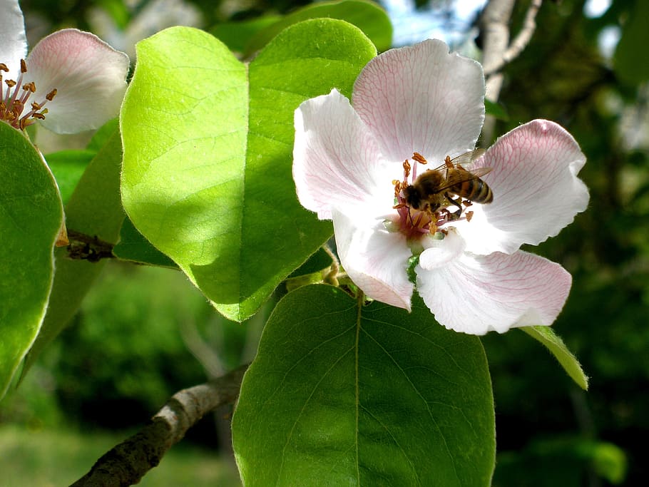 bee, wasp, bumblebee, flower, apple tree, nature, branch, pollen HD wallpaper