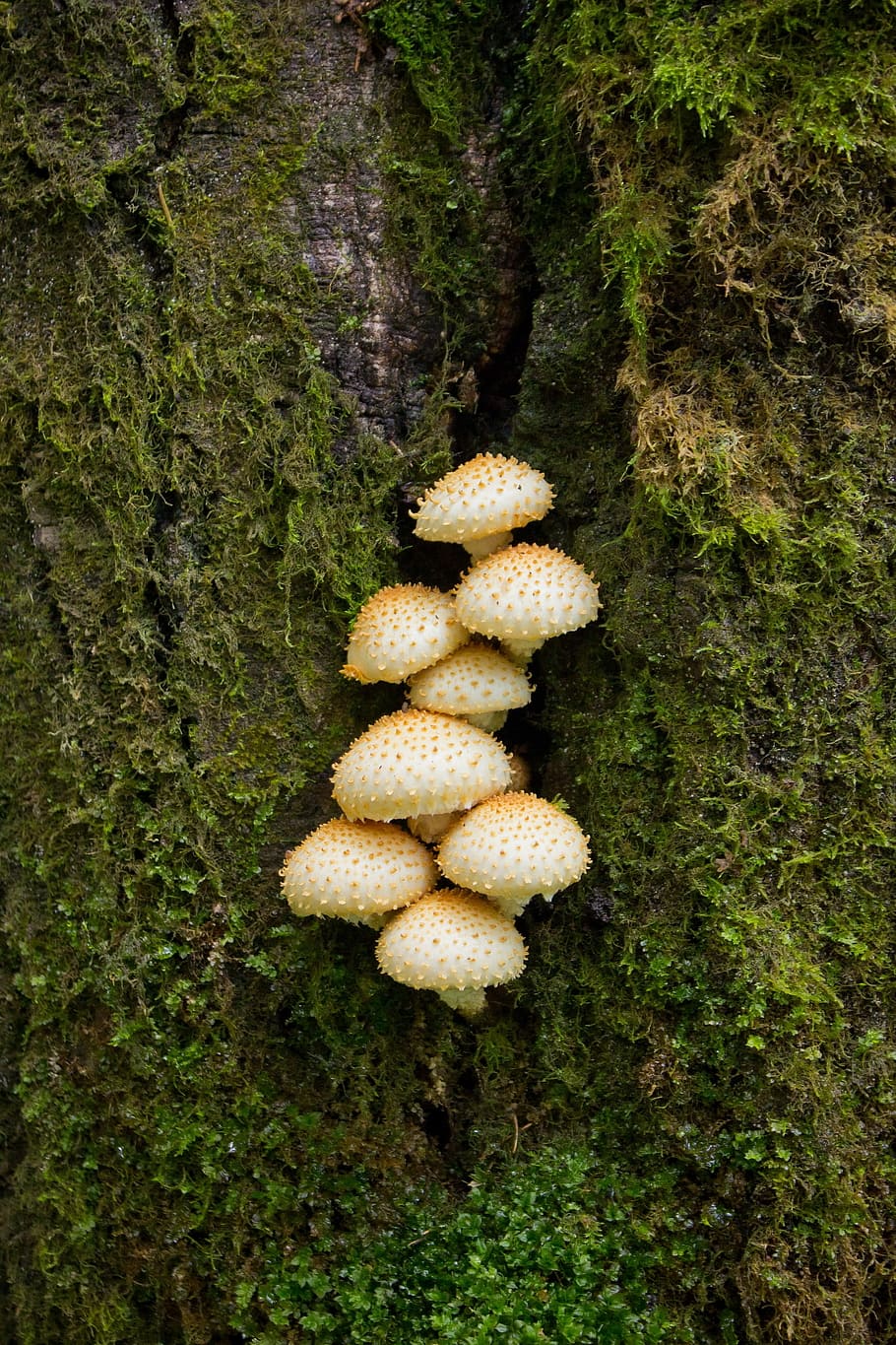 Mushrooms, Grebes, Moss, Forest, fungus, no people, growth HD wallpaper
