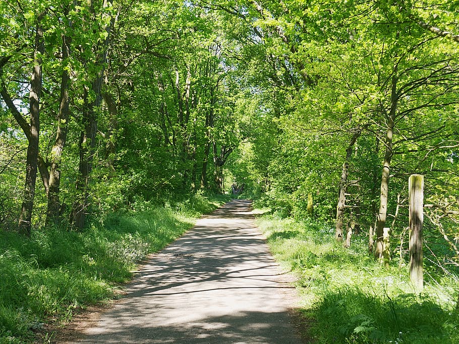 forest, green, lush, spring, germany, erlensee area, nature HD wallpaper