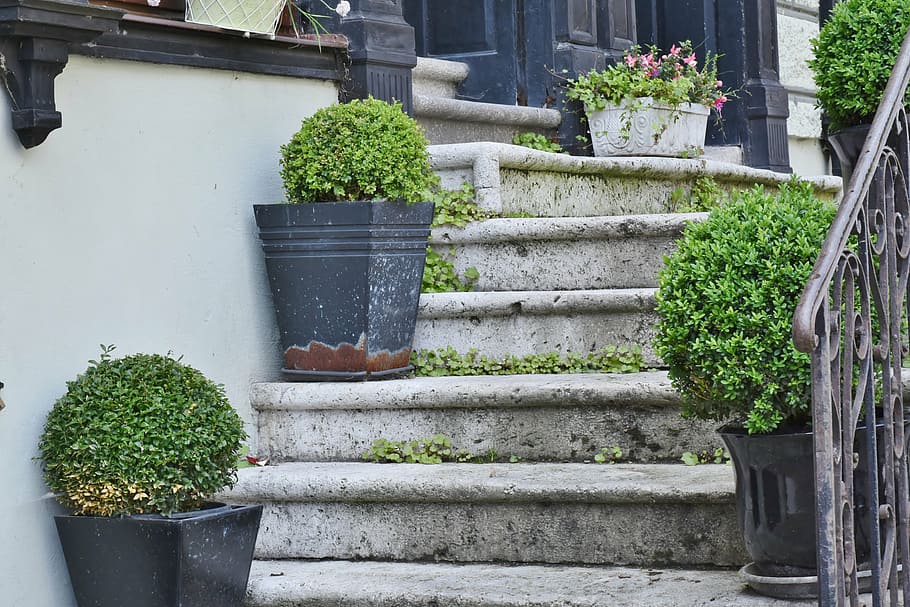 HD wallpaper: green leaf plant on gray concrete stair, stairs, stones,  stone stairway | Wallpaper Flare