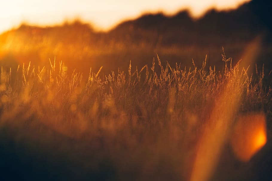 grass, plant, field, sunset, sunrise, sunlight, sunshine, orange color HD wallpaper