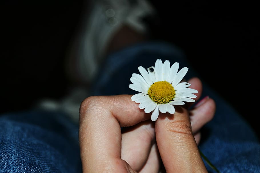 Flower, Daisy, Dark, Night, Hand, Small, monument, petal, flower head HD wallpaper
