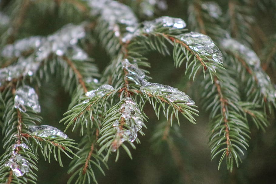 snow, trees, winter, outside, ice, pines, frost, christmas HD wallpaper