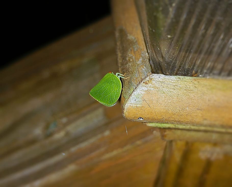 leaf insect, walking leaf, bug, phylliidae, camouflage, nature HD wallpaper