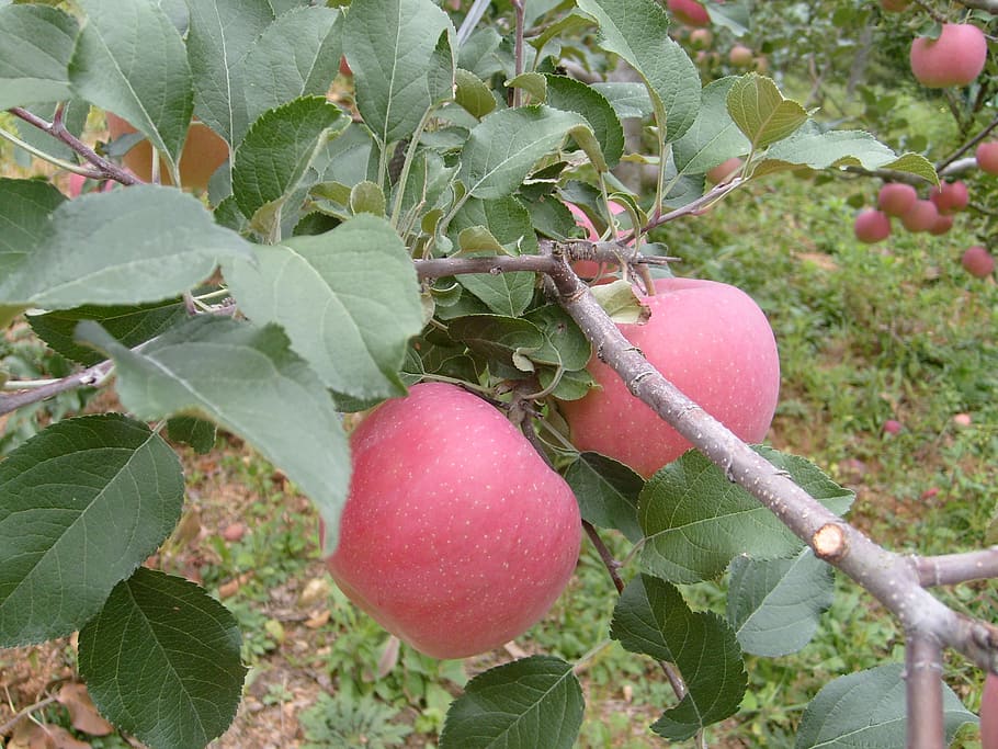 apple, orchard, autumn, food, agriculture, fruit, nature, leaf HD wallpaper