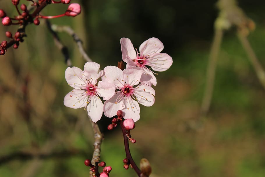 spring, blossom, park, spring flower, flowering plant, freshness HD wallpaper